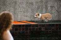 Unrecognizable woman against wet dog running on poolside