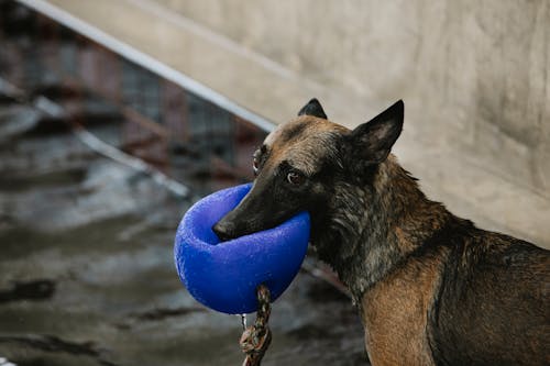 Purebred dog with black and brown wet coat biting buoy while looking away on poolside in daytime