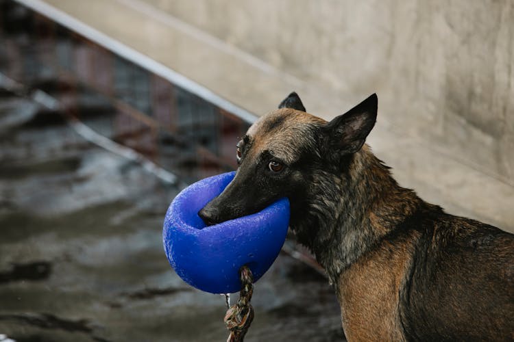 German Shepherd Playing With Buoy Against Pool