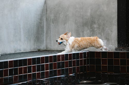 Free Welsh Corgi Pembroke with wet coat and small ball in mouth running against swimming pool in daytime Stock Photo