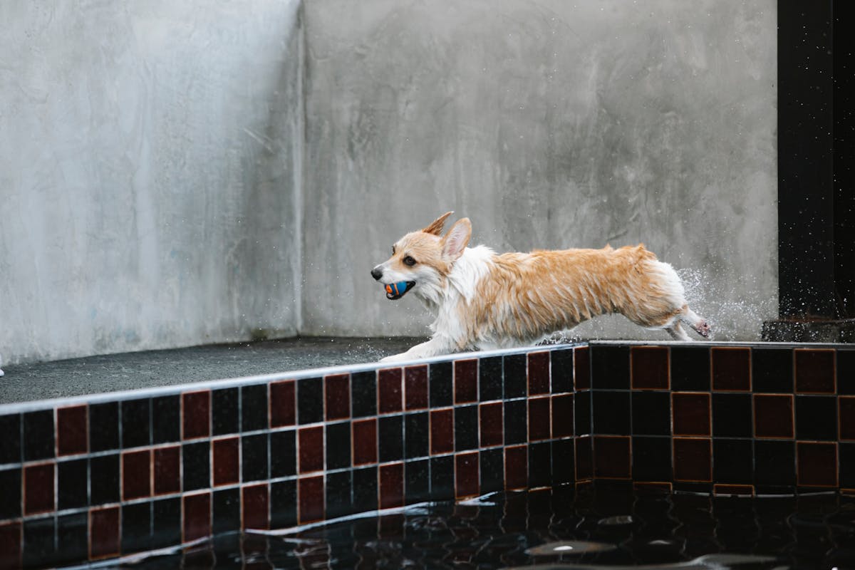 Welsh Corgi Pembroke with wet coat and small ball in mouth running against swimming pool in daytime