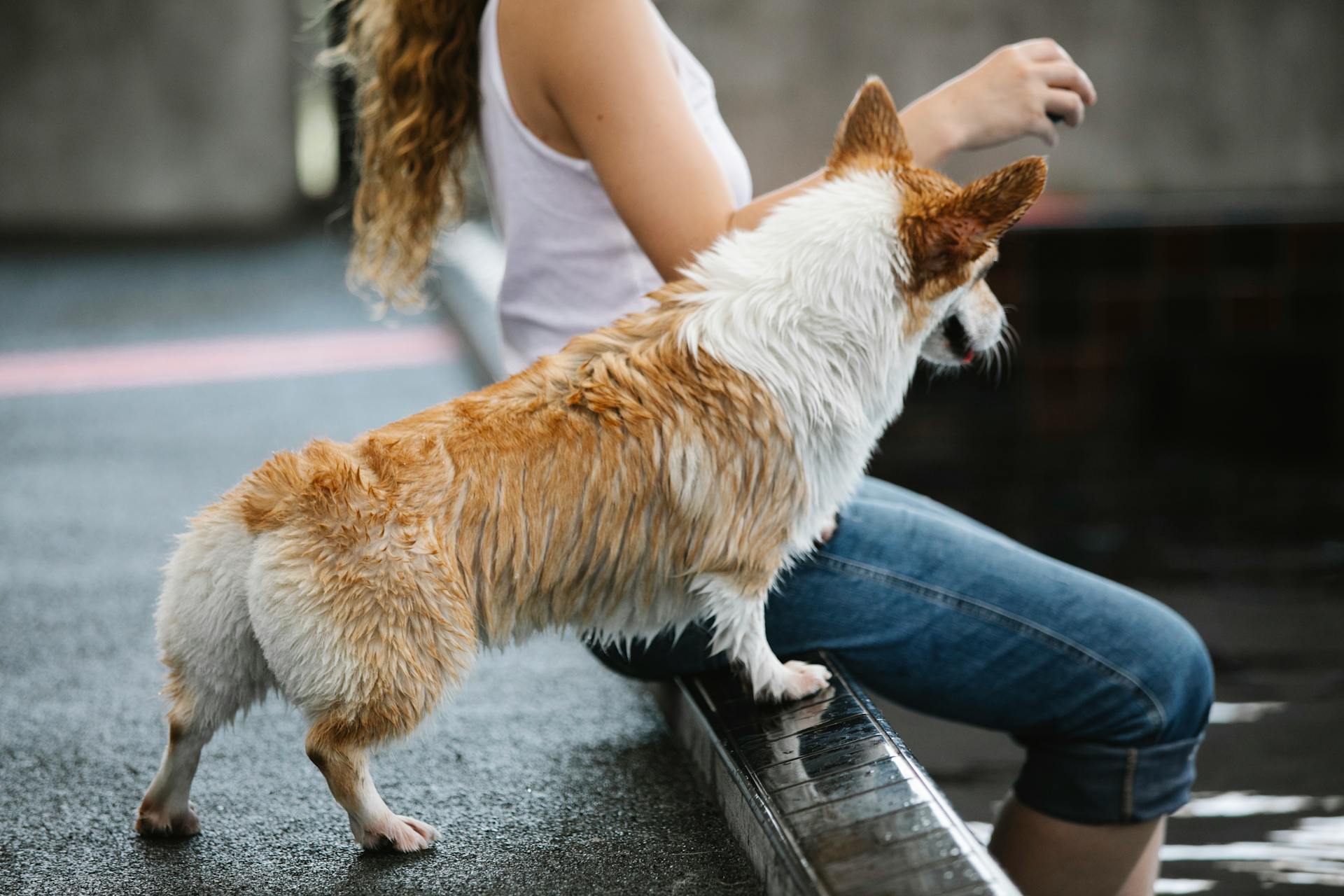 Side view of crop unrecognizable female taming purebred dog with wet fur against swimming pool outdoors