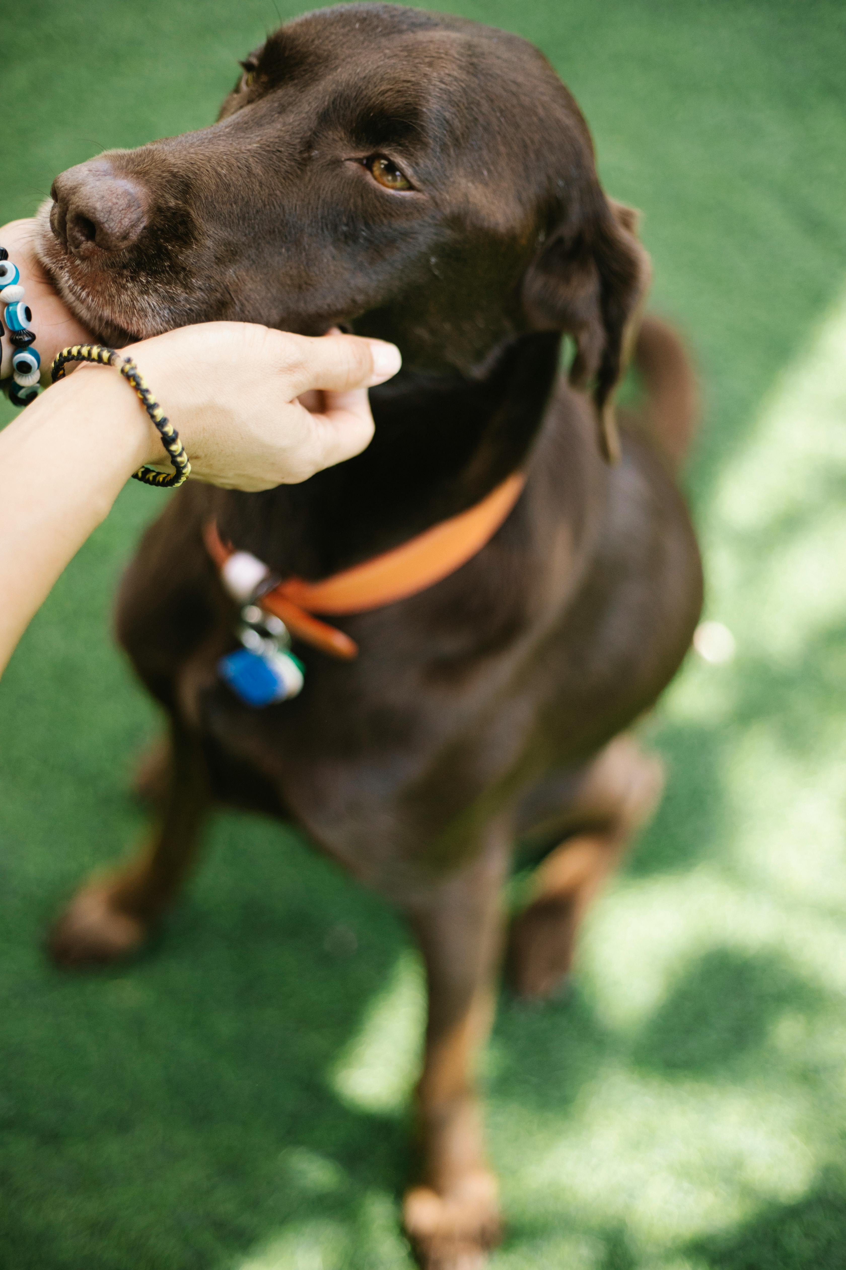 crop woman caressing hunting dog on meadow