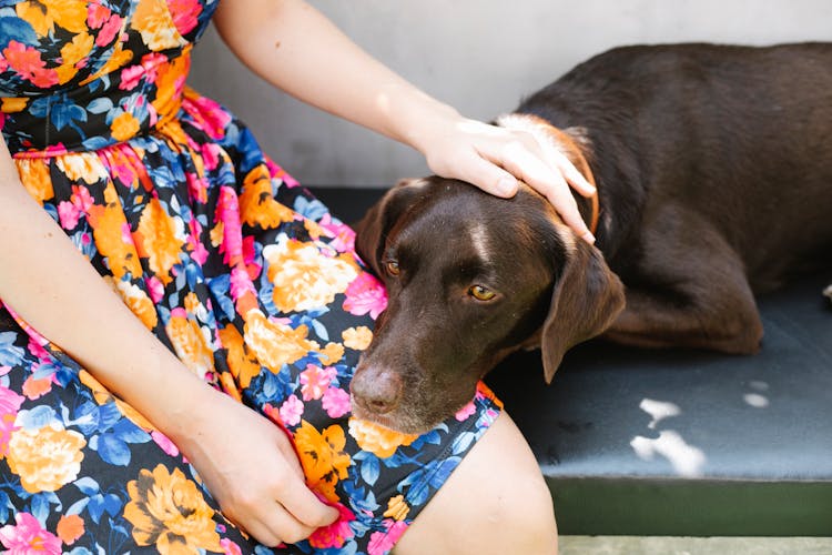 Crop Owner Stroking Pointing Dog In Sunlight