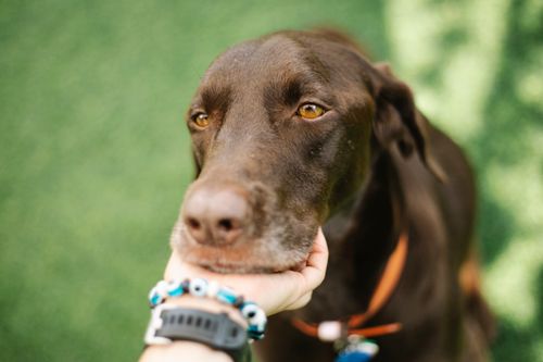 Free From above of crop unrecognizable female stroking muzzle of gun dog with brown eyes and coat on lawn Stock Photo