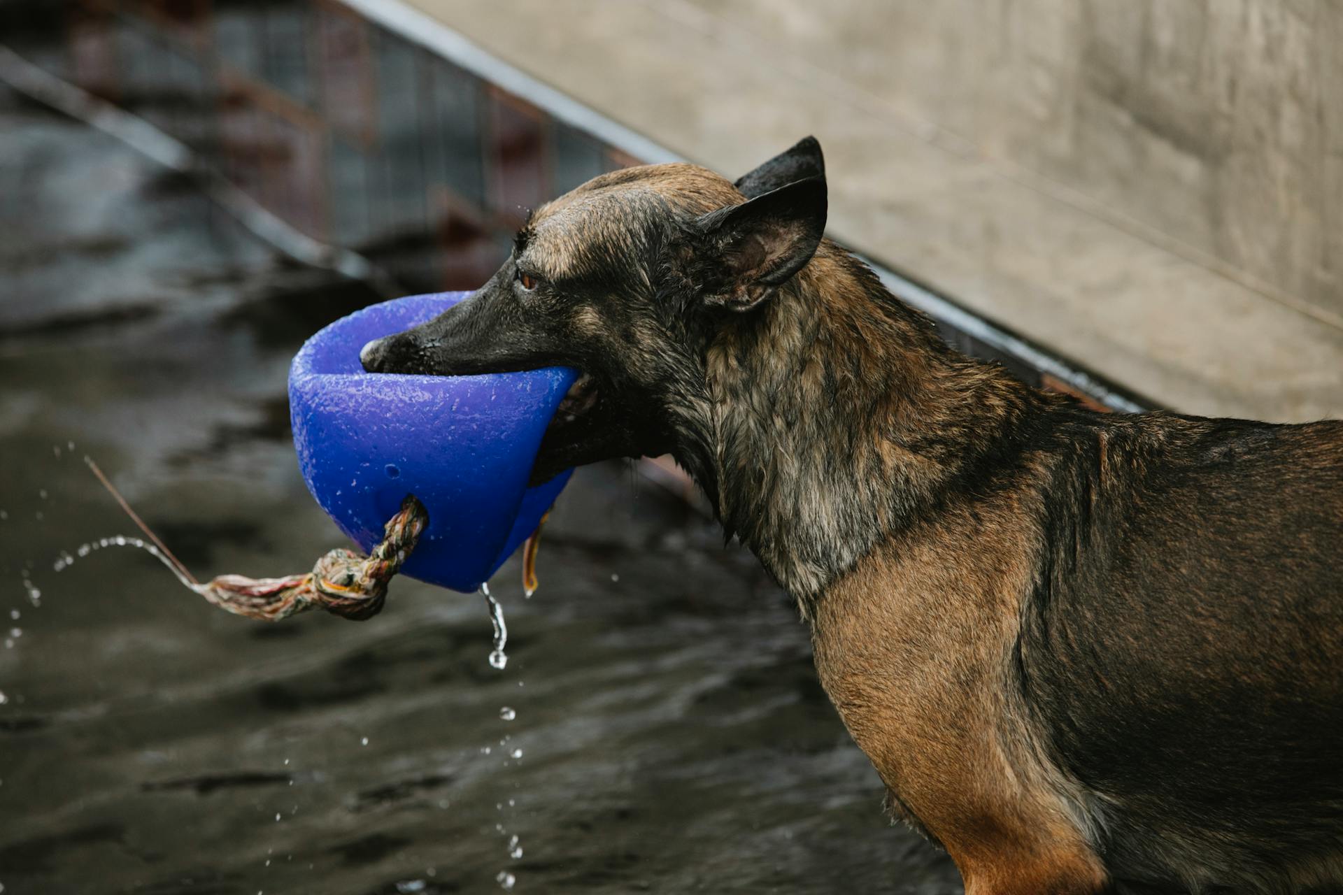 Dog with brown and black wet fur playing with buoy over pool with pure water while looking forward