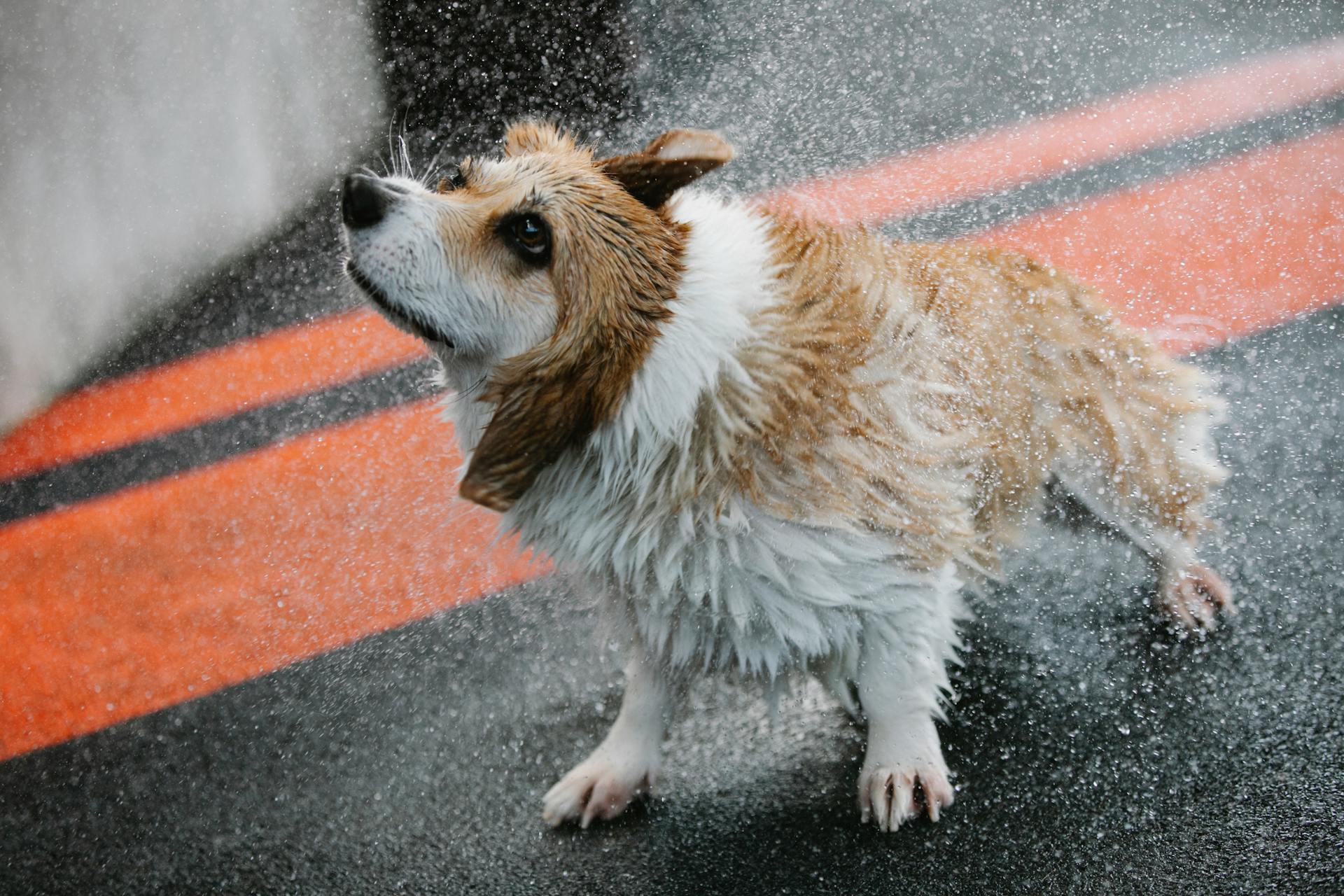 Welsh Corgi shaking off water on walkway