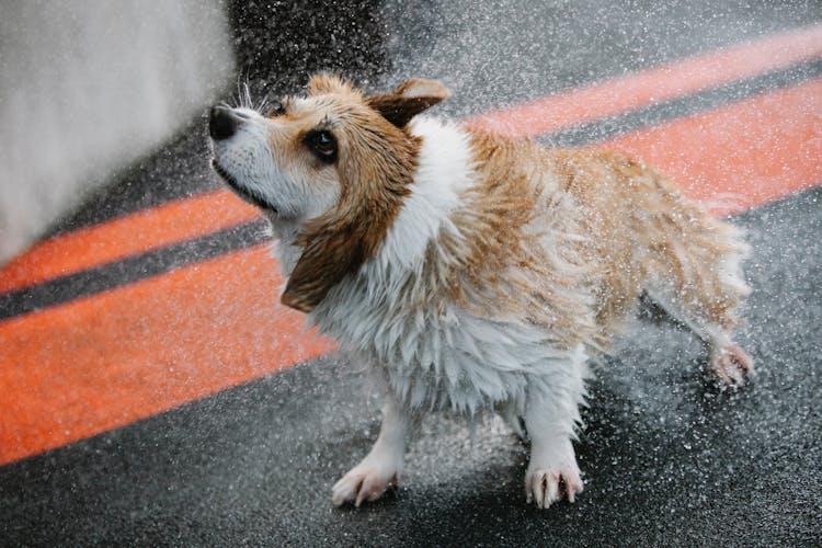 Welsh Corgi Shaking Off Water On Walkway