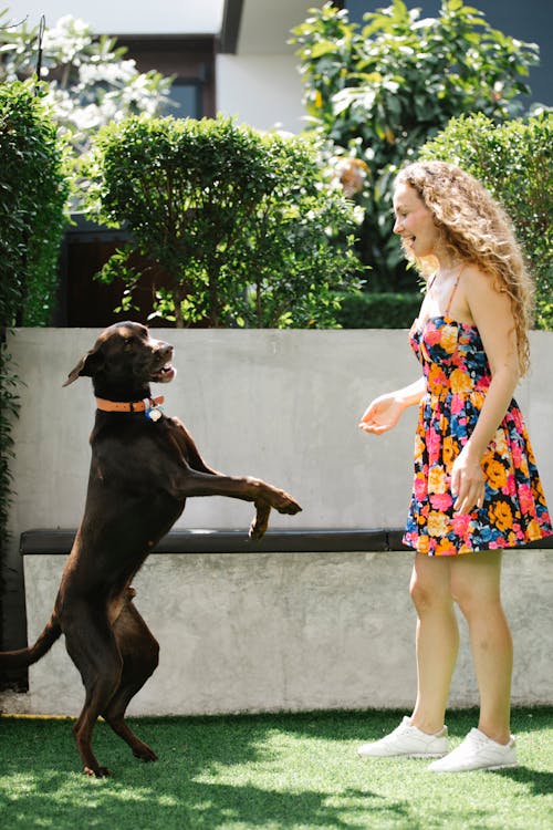 Happy woman taming hunting dog on meadow in patio