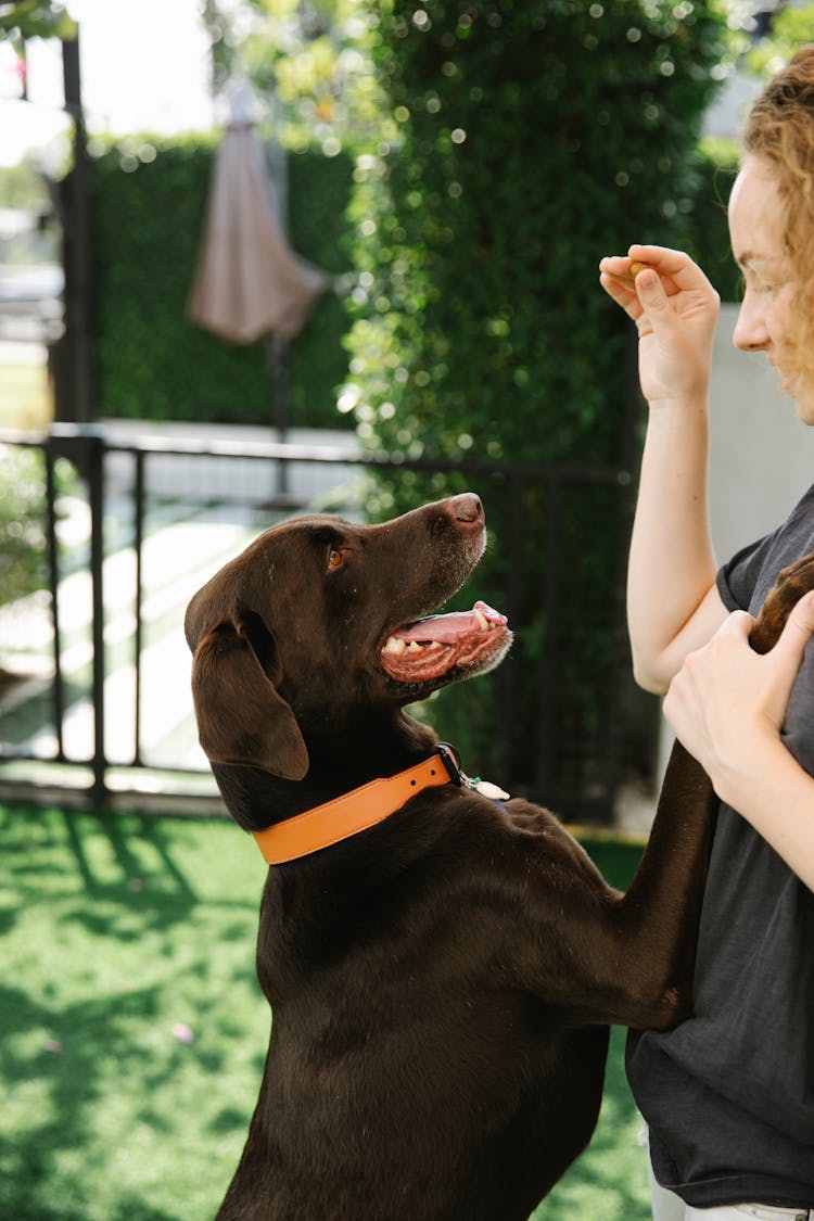 Crop Smiling Woman Taming Pointing Dog In Patio