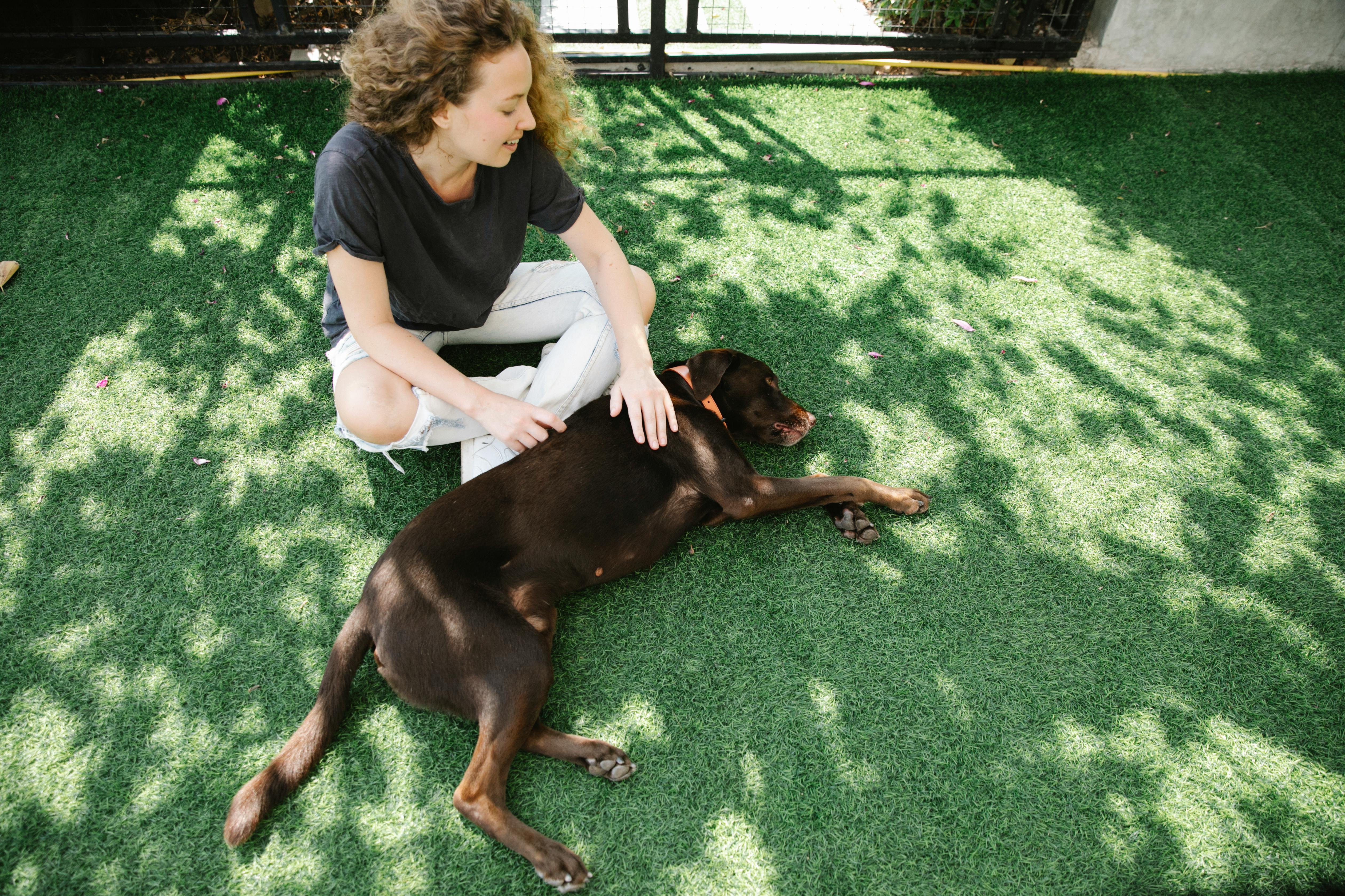 owner caressing pointing dog on lawn with shadows