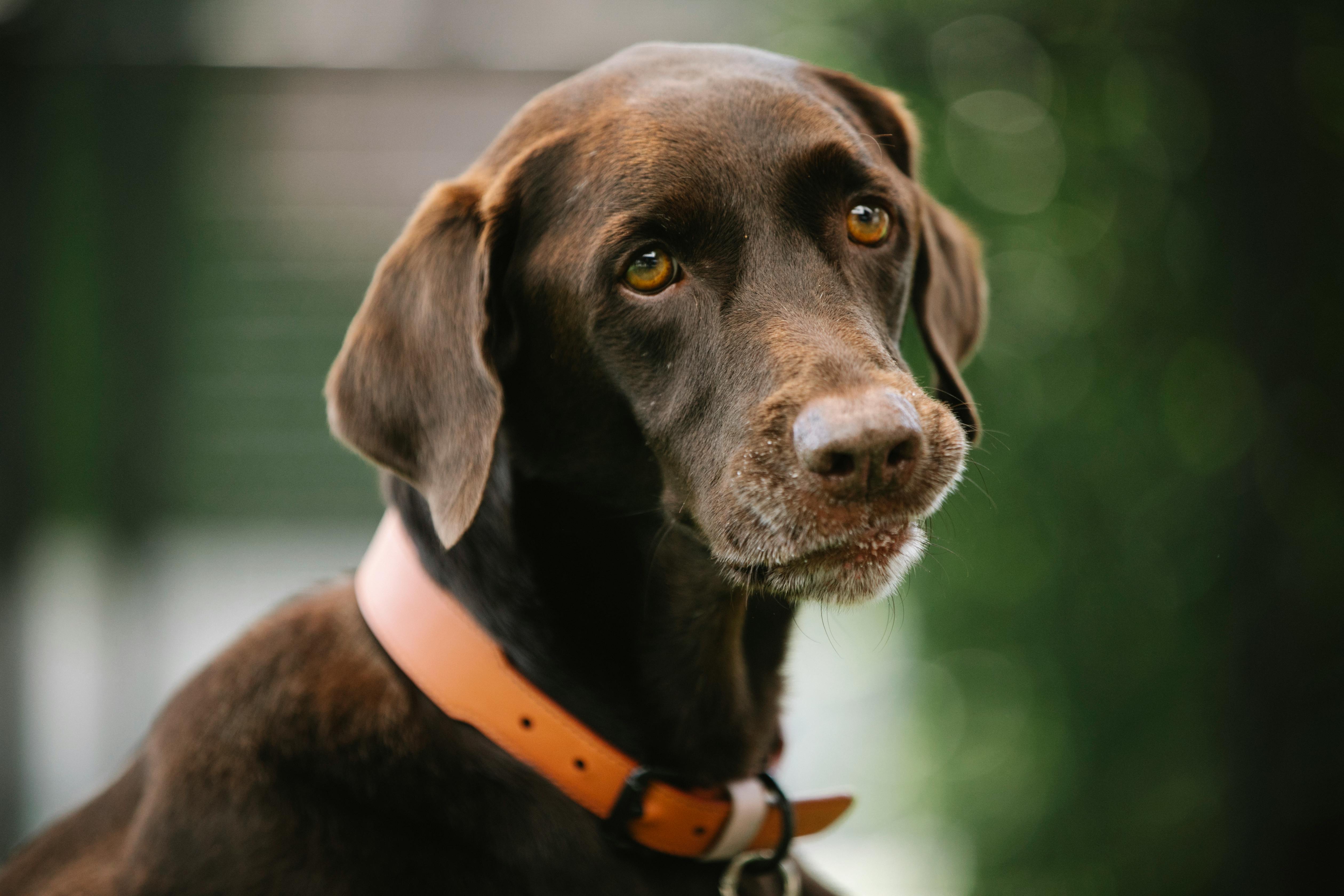 Gun dog with smooth brown coat in collar looking away in daytime on blurred background