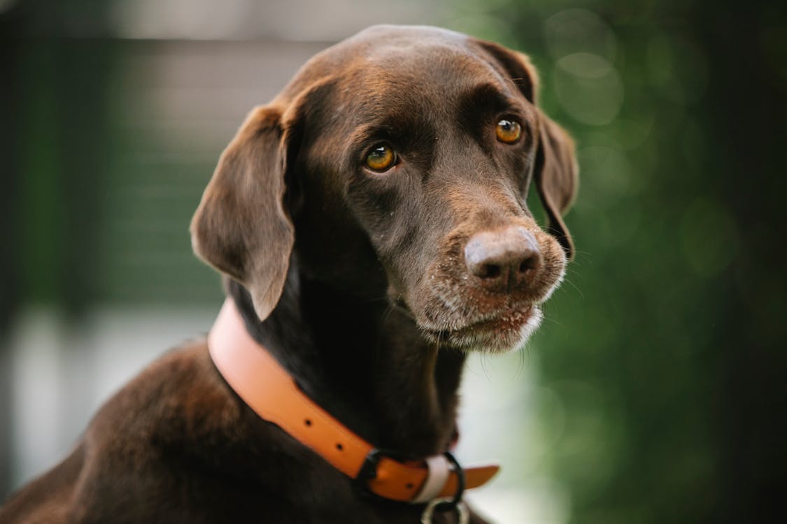 Free Охотничья собака с гладкой коричневой шерстью в ошейнике смотрит в сторону днем ​​на размытом фоне Stock Photo