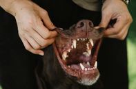 Crop owner showing teeth of purebred dog outdoors