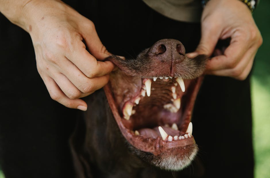 Crop unrecognizable woman touching muzzle of dog with sharp teeth and smooth coat in daytime