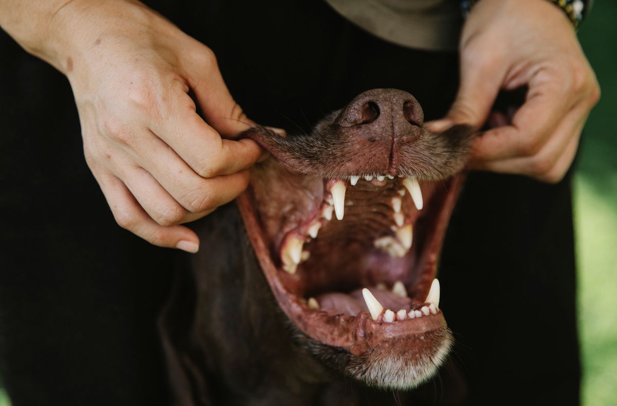 Gueule de chien ouverte montrant les dents