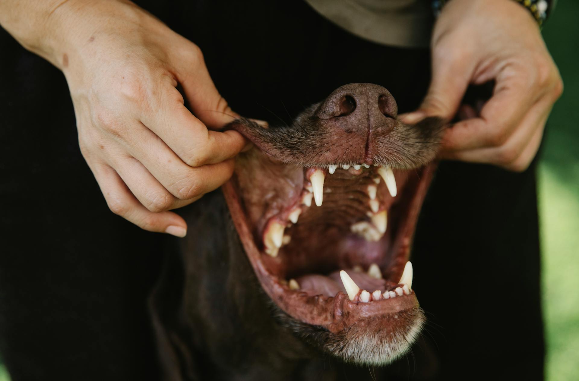 Le propriétaire de la récolte montre les dents de son chien de race pure à l'extérieur