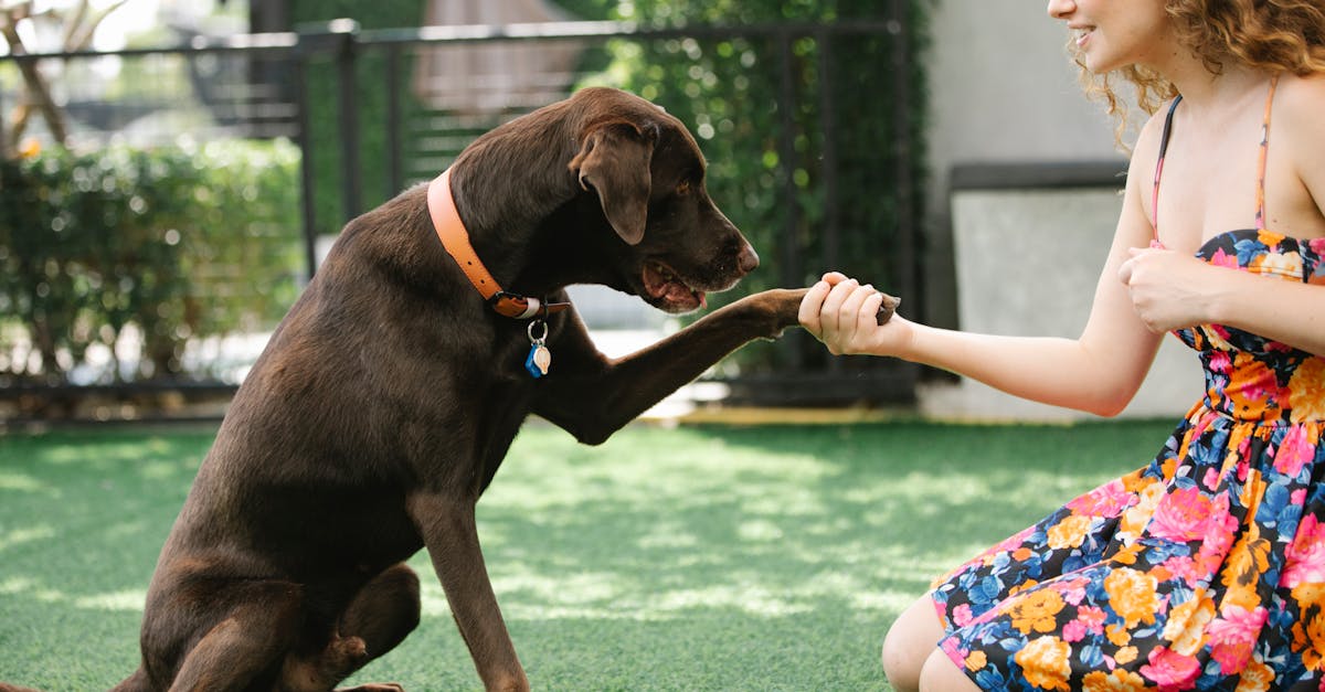 Crop owner taming hunting dog in patio
