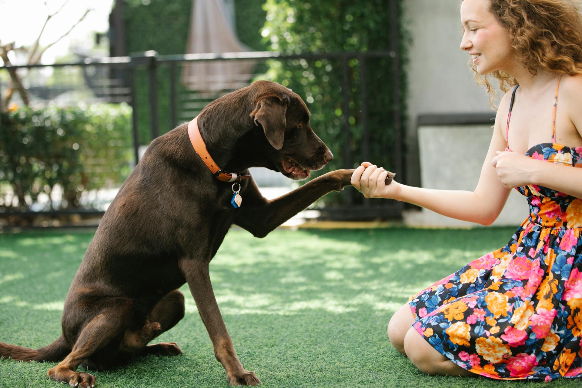 Crop owner taming hunting dog in patio