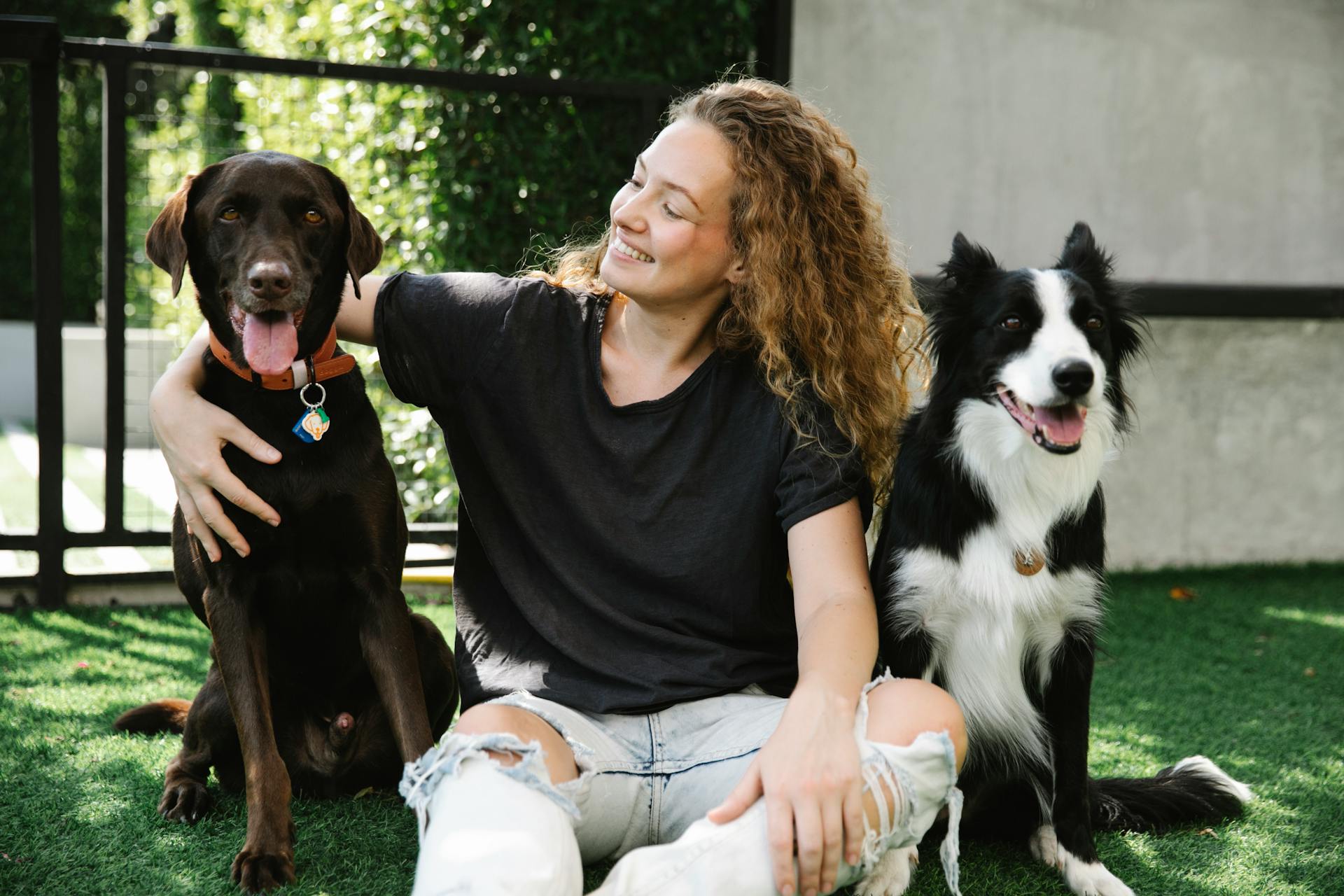 Happy owner between bird dog and Border Collie on meadow