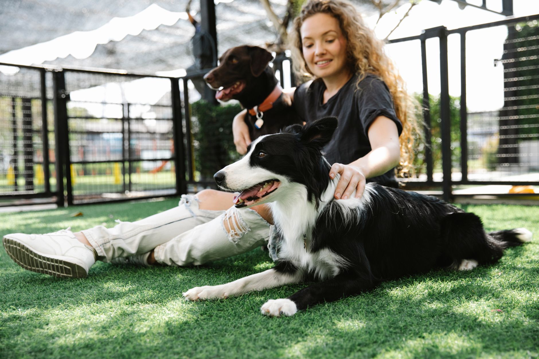Female Dogs And The Mounting Myth