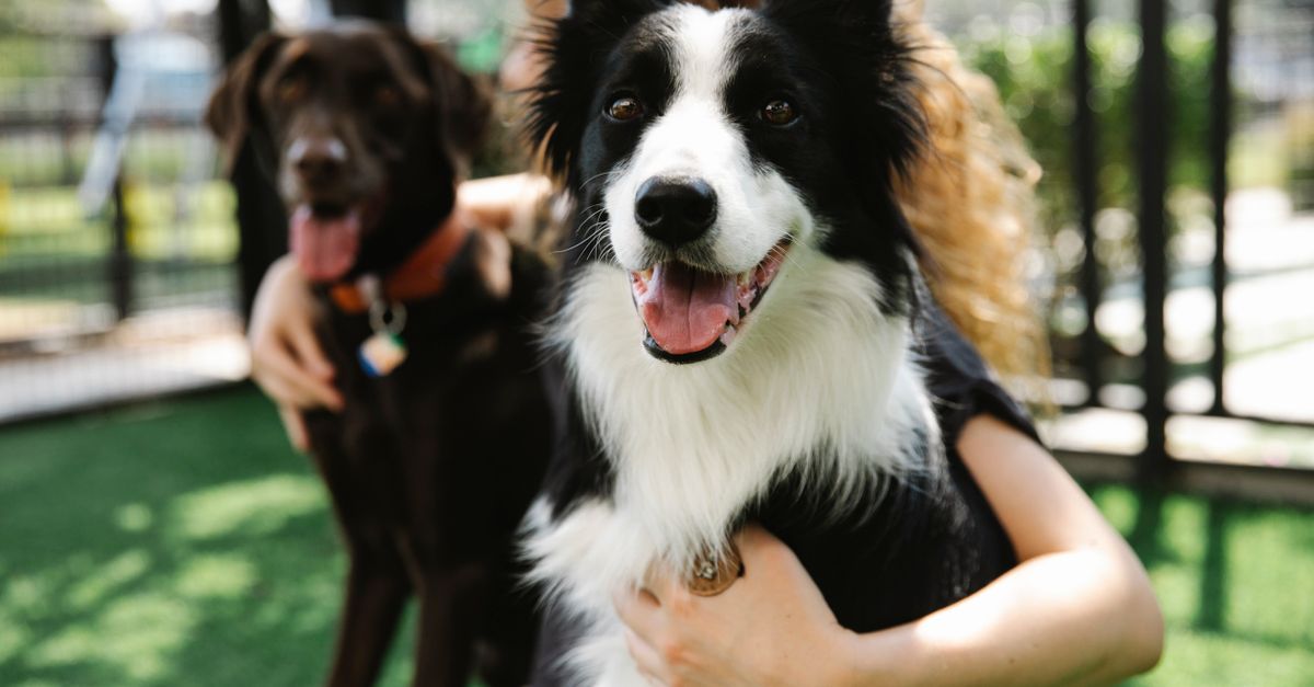 Keeping Your Dog Healthy and Happy During Boarding