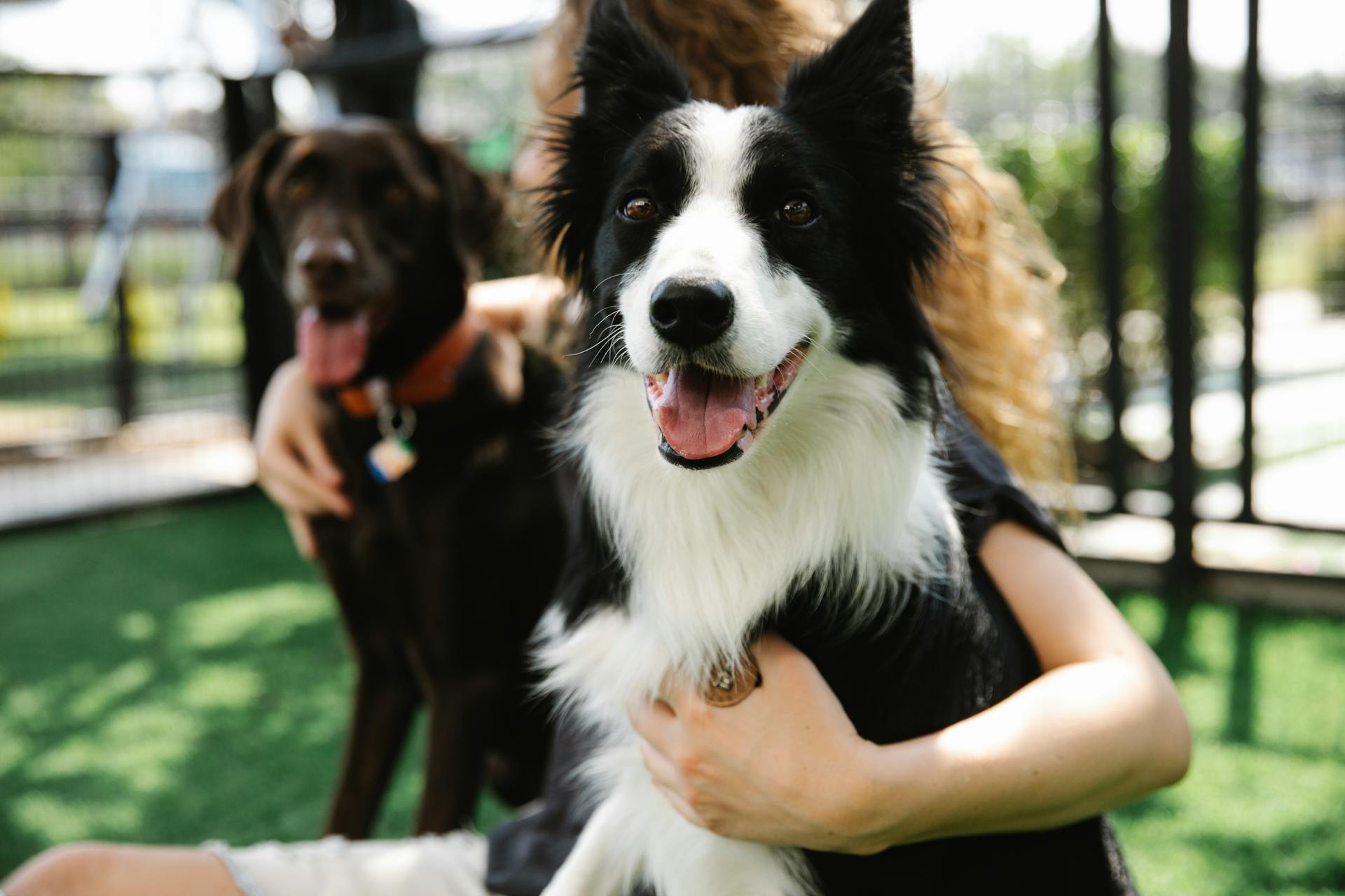 Crop anonymous female embracing Border Collie and bird dog with tongues out on meadow in sunlight