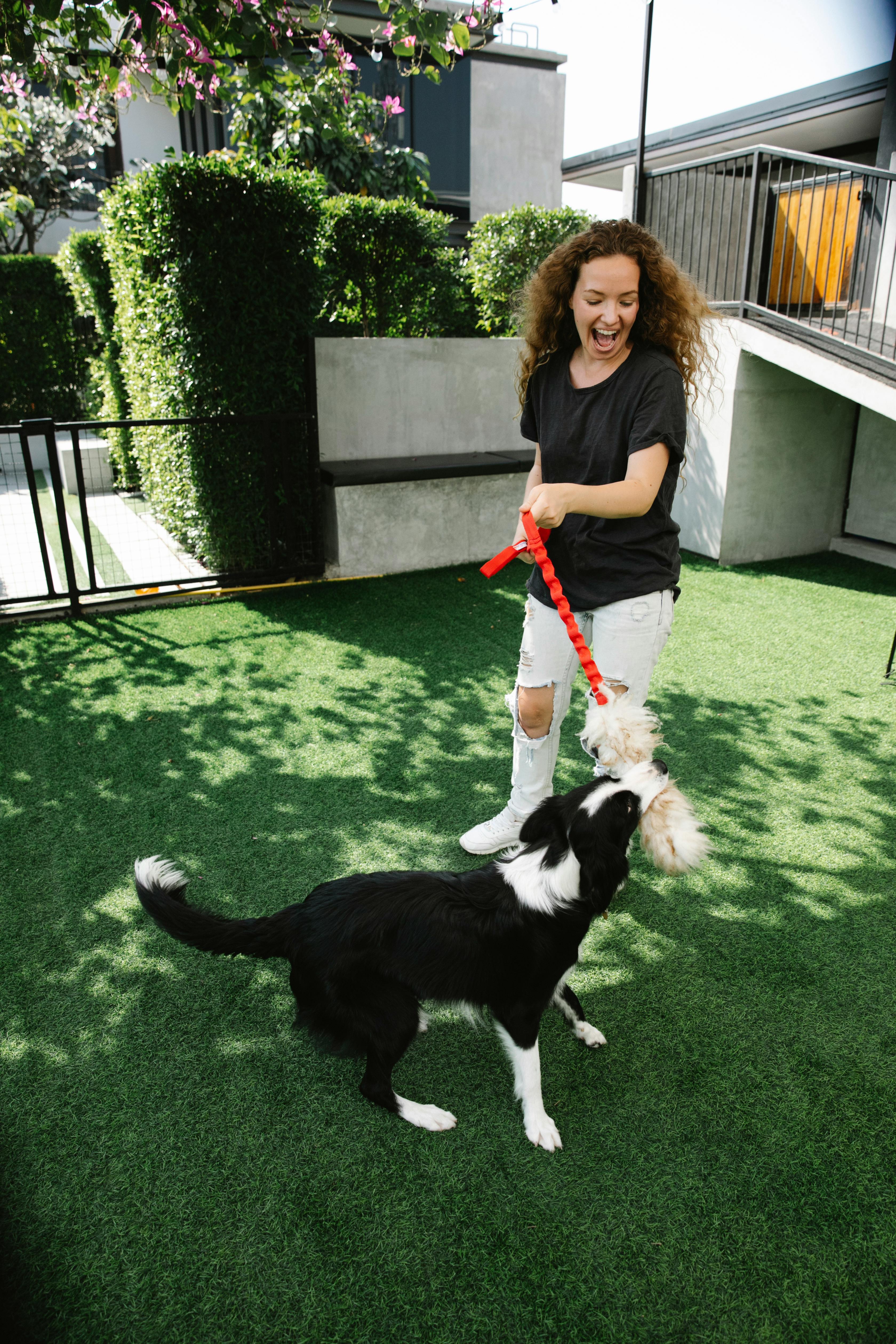 Cheerful female and purebred dog biting fluffy toy while playing on meadow in patio on sunny day