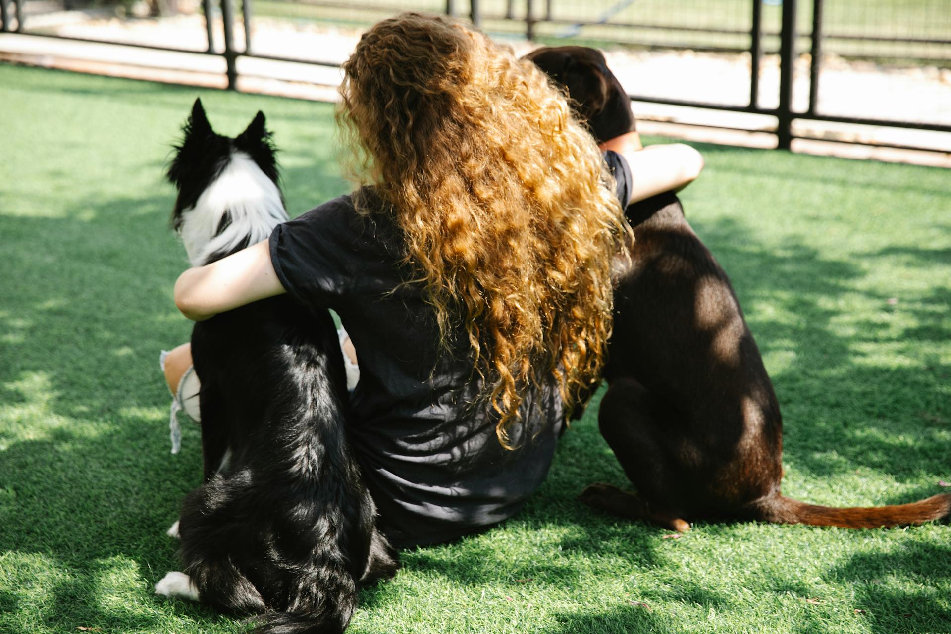 Back view of unrecognizable female with curly hair embracing Border Collie and hunting dog while resting on lawn