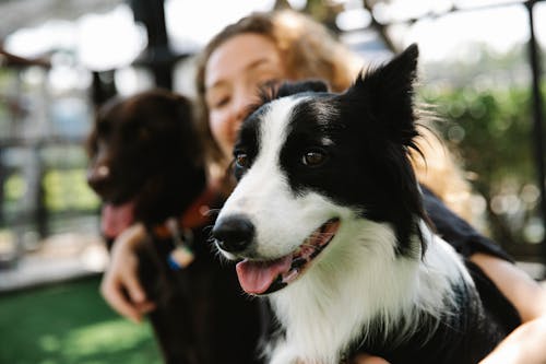 Free Female owner embracing Border Collie and pointing dog with tongues out on lawn in summer Stock Photo