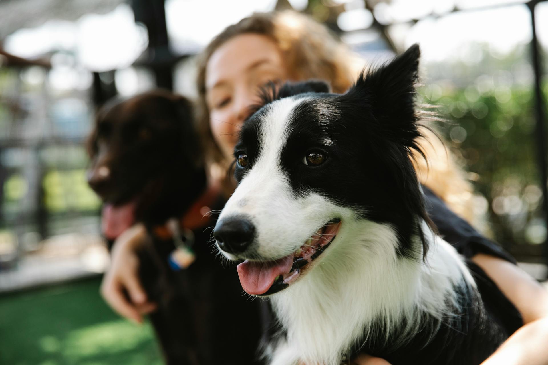 Ägare omfamnar Border Collie och pekande hund med tungor ut på gräsmattan på sommaren