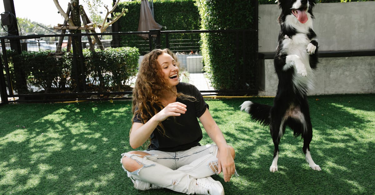 Cheerful woman taming Border Collie on meadow in summer