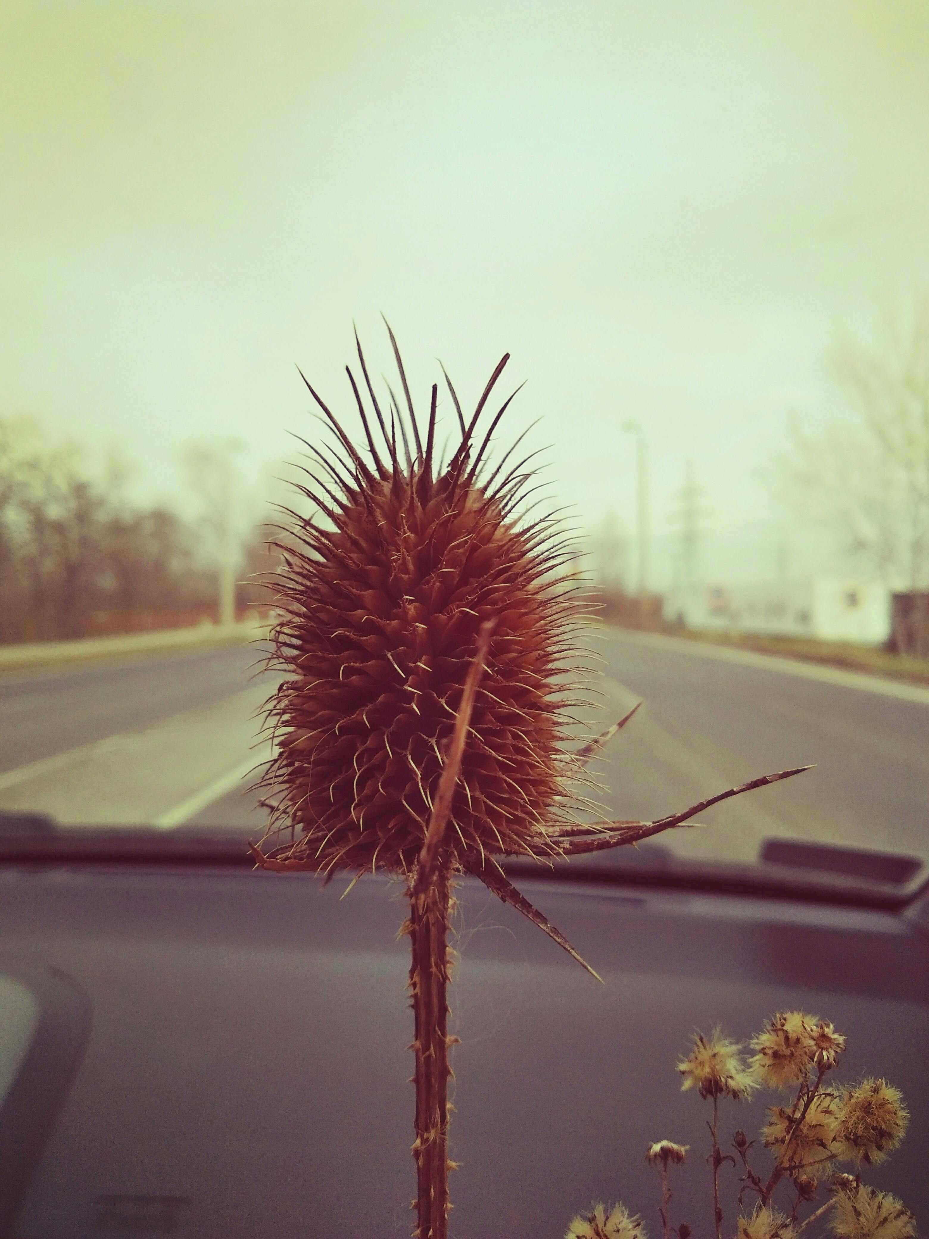 Cheerful young female with pet coat research