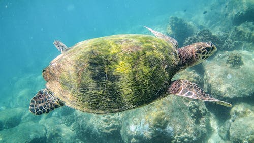 Kostnadsfri bild av djurfotografi, hav, havssköldpadda