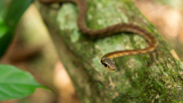 Extreme close-up of a small snake resting on a tree branch in a natural setting.