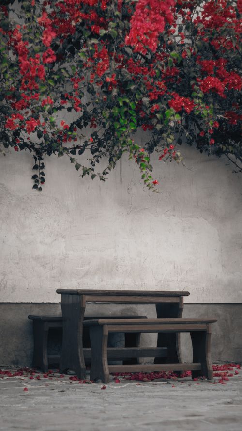 Free Rustic wooden benches under vibrant bougainvillea against a vintage wall. Stock Photo