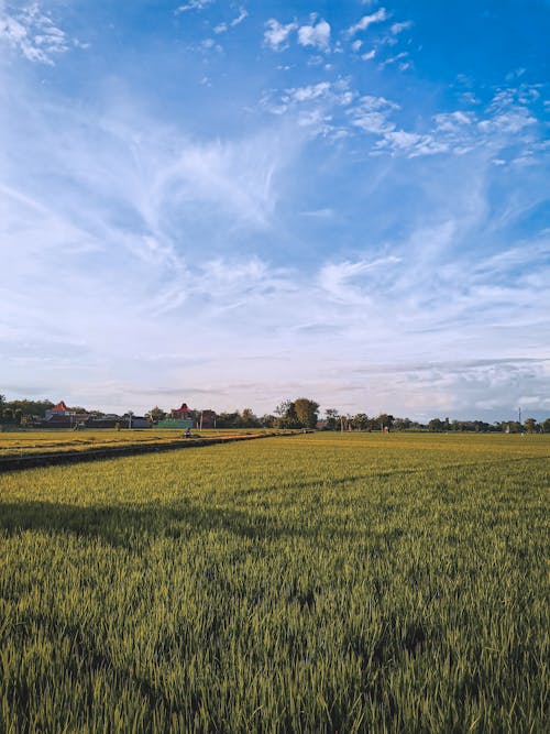Free stock photo of agricultural field, agriculture, beautiful scenery Stock Photo