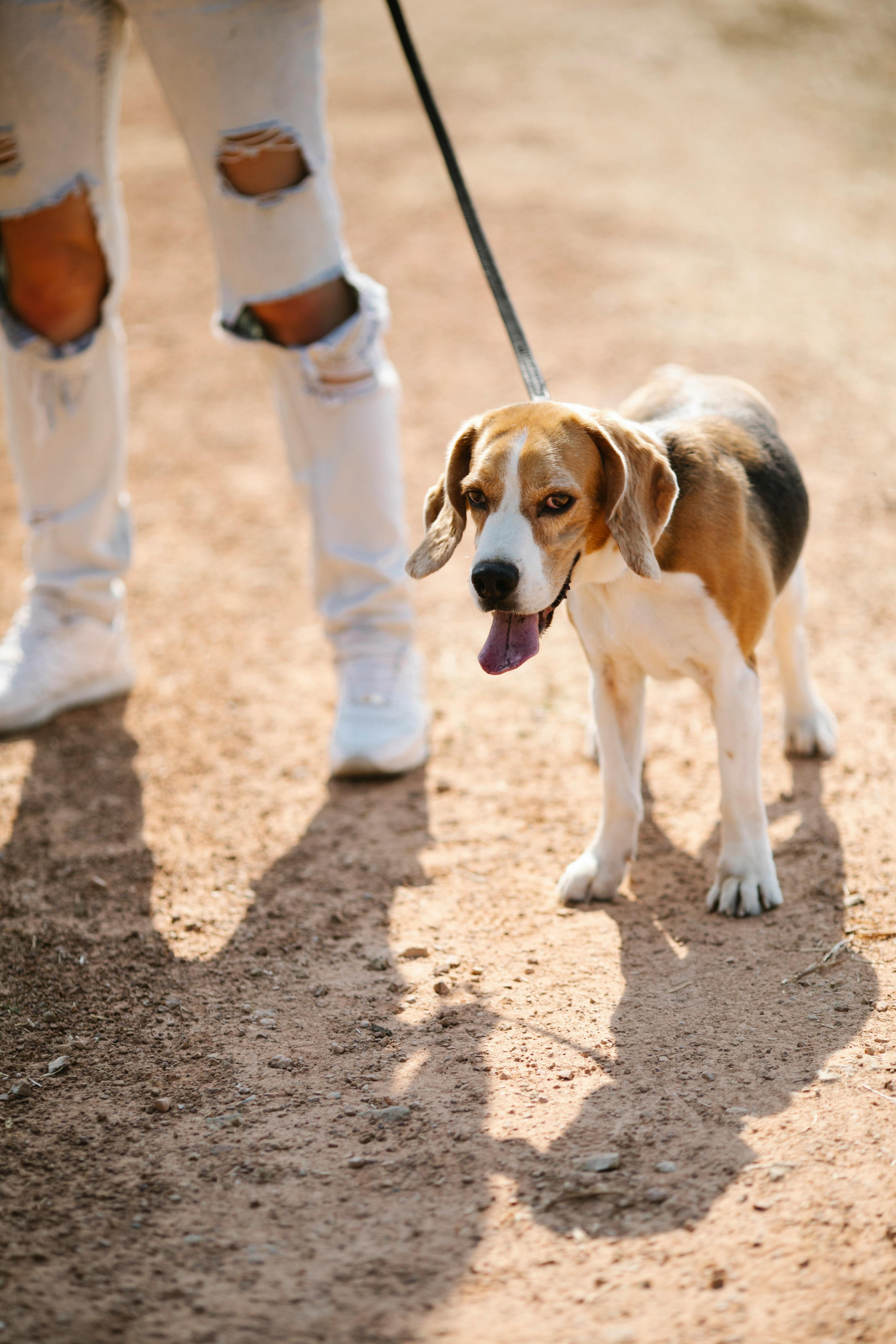 woman with cute beagle on path