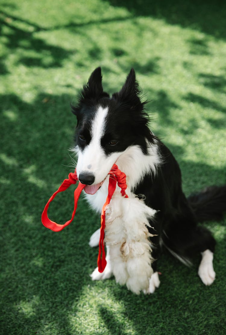 Funny Fluffy Dog With Red Leash In Mouth