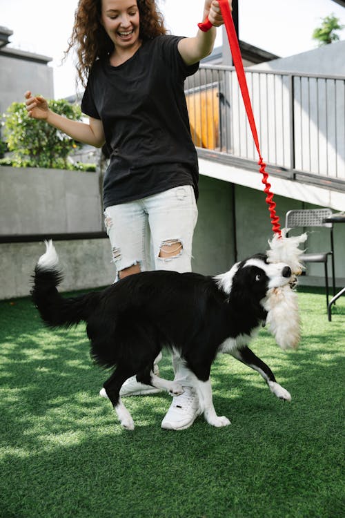 Full body of lady in casual clothes with toy playing with fluffy Border Collie dog on green grass in backyard near stone fence and construction with railing in sunny day