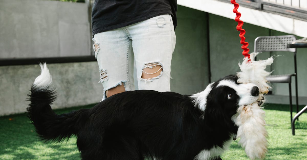 Full body of lady in casual clothes with toy playing with fluffy Border Collie dog on green grass in backyard near stone fence and construction with railing in sunny day