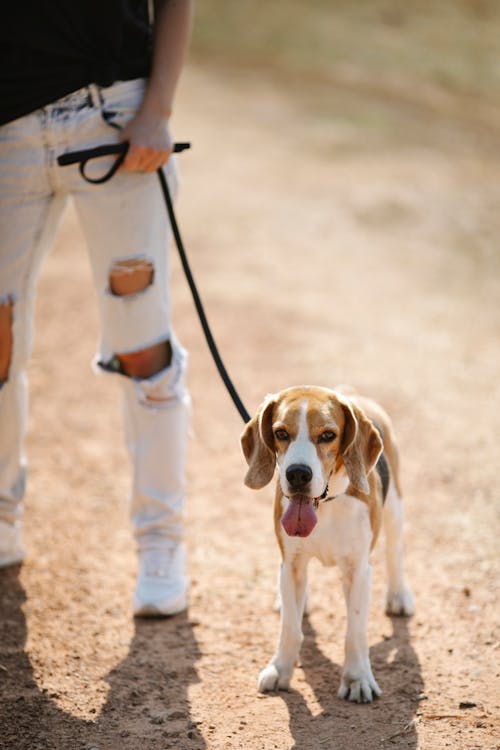 Crop anonymous lady in casual clothes standing with Beagle dog on leash on sandy ground in sunny day