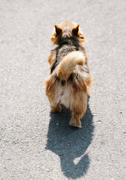 Dog with shadow on road in sunny day