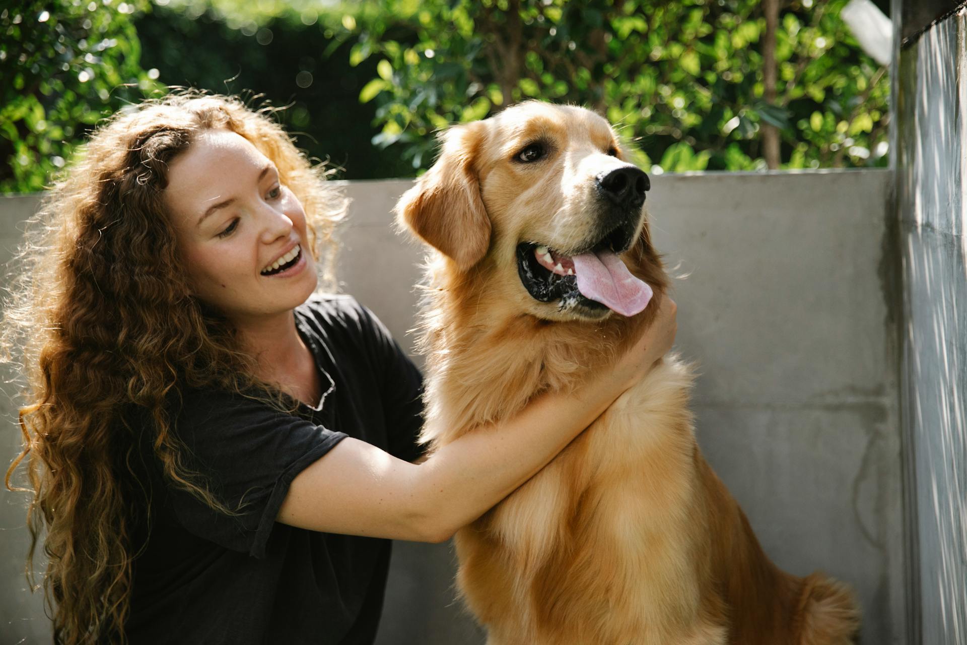 Une femme adulte positive en vêtements décontractés caressant un chien Golden Retriever moelleux près d'une clôture en pierre et d'arbres au feuillage vert par une journée ensoleillée d'été