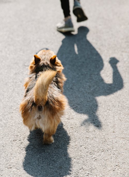 Dog on road near anonymous person