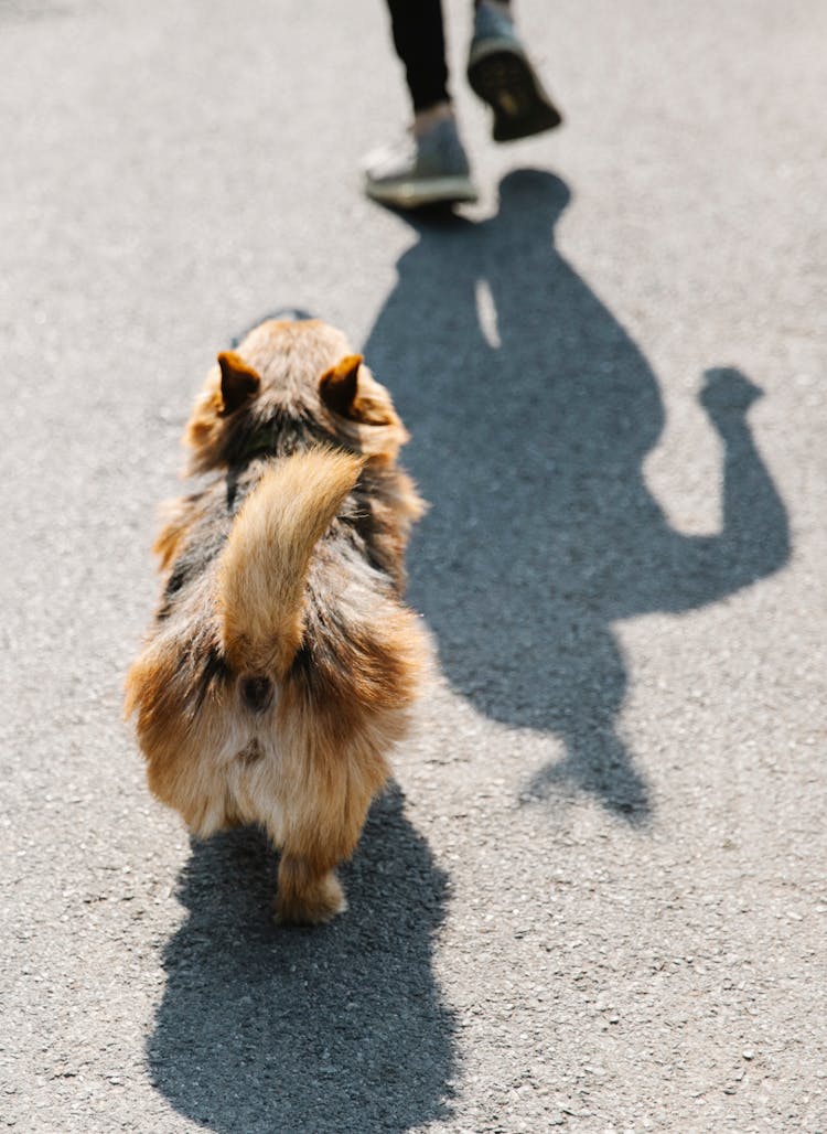 Dog On Road Near Anonymous Person