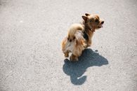 Cute dog walking on asphalt road