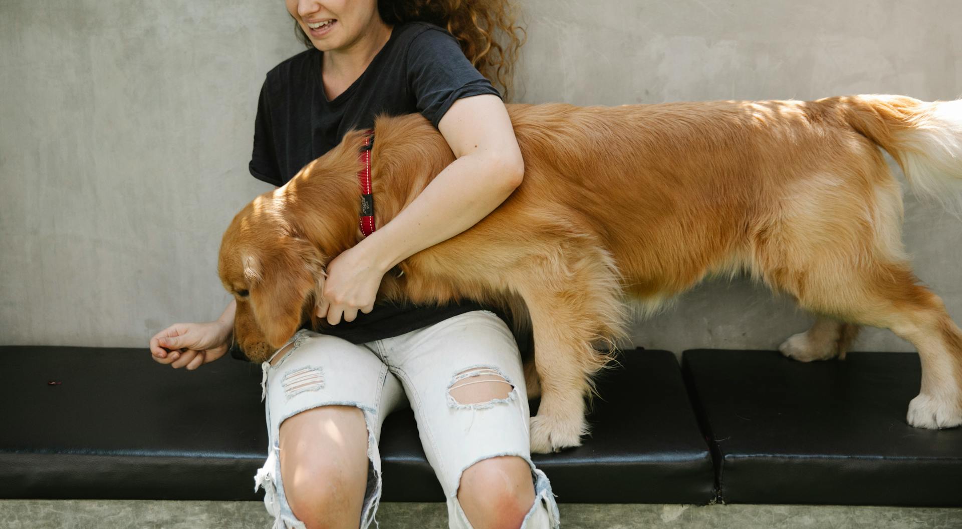 Skörden glad kvinna ler och kramar Golden Retriever hund luktar godis i handen under träning på bänk på en solig sommardag