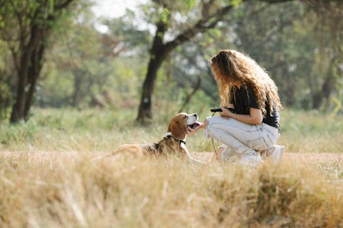 Side view of anonymous young woman with curly hair petting happy Beagle dog while spending weekend day in countryside