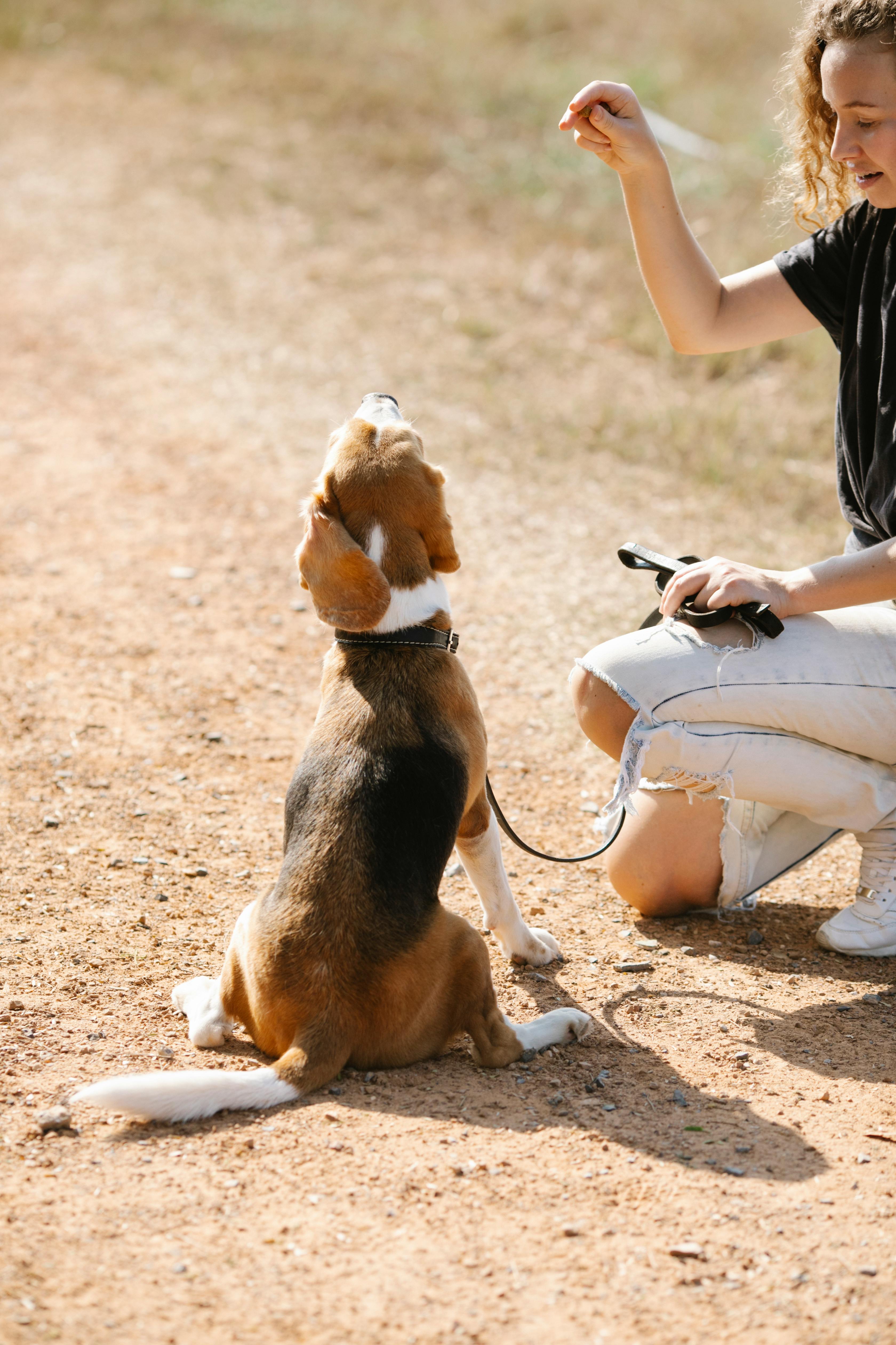 crop woman teaching dog tricks in nature